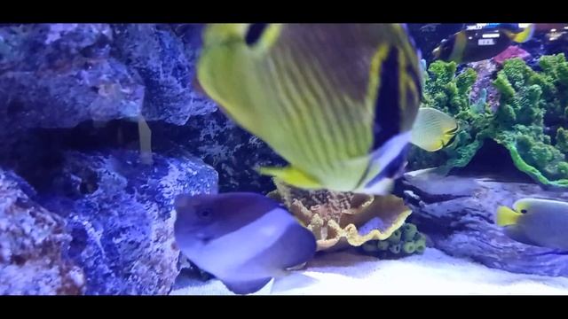4k lotte world aquarium смотреть онлайн