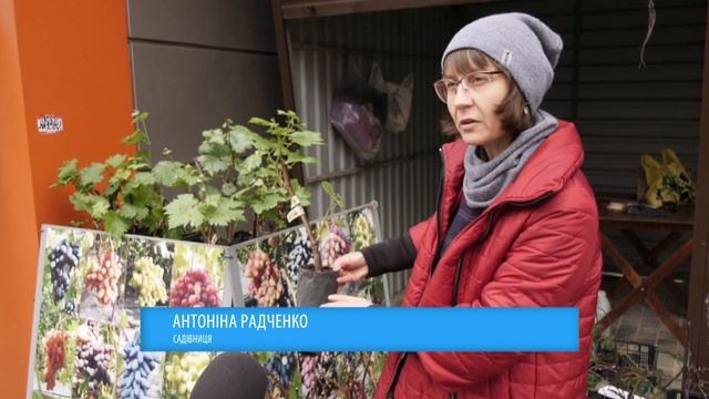 У Черкасах стартував продаж саджанців: де, по якій ціні, які сорти? смотреть онлайн