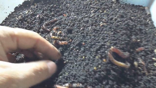 А нужен ли маточник? Товарник. смотреть онлайн