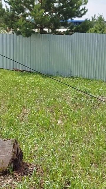 Выращивание грибов на даче. Свой лес. смотреть онлайн