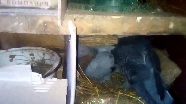 Мой голуби смотреть онлайн