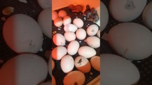 Инкубатор «Золушка». Первый вывод цыплят.