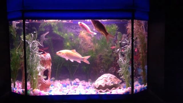 Mi Aquarium смотреть онлайн