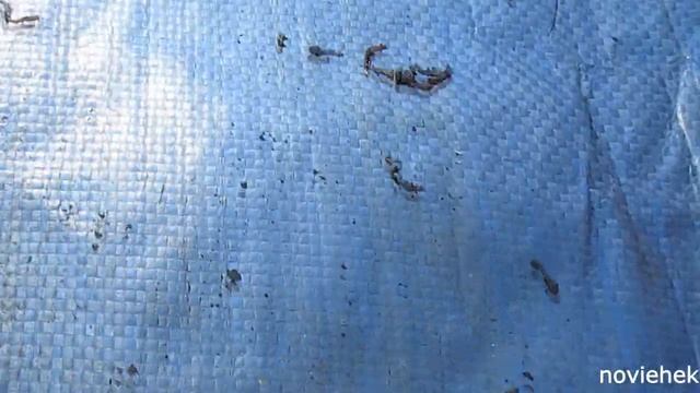 Когда лучше менять субстрат в ящике с Дендробеной. 2 часть. смотреть онлайн