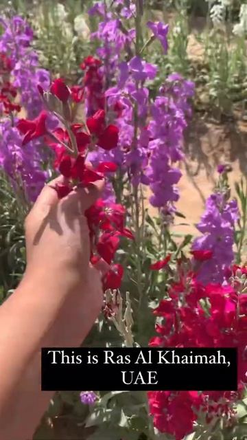 Glimpse of UAE flower farm located in Ras Al Khaimah #uaeflowerfarm #uae #travel смотреть онлайн