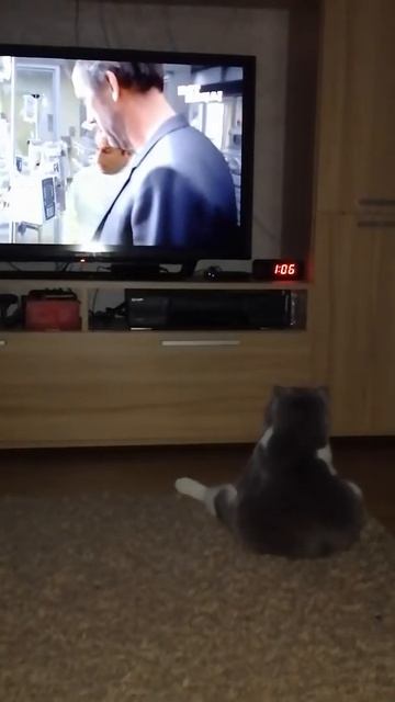 Кот смотрит телевизор смотреть онлайн