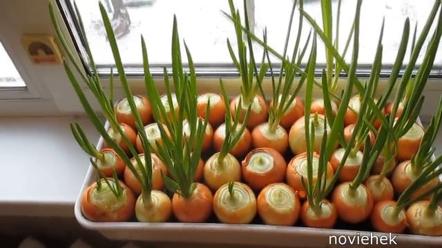 Зелень к Новому году. Выгонка лука на перо . смотреть онлайн