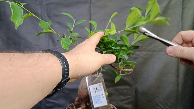 √6 фикус ретуза Грин  (Бонсай) 113