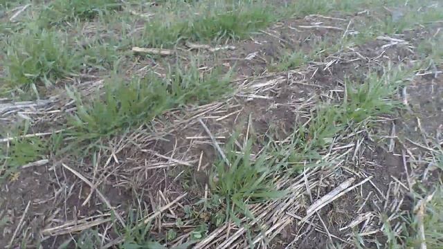 Як росте оз. ячмінь з навозом та горохом.Без добрив! смотреть онлайн