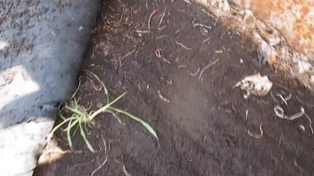 Дендробена в компостной яме . смотреть онлайн