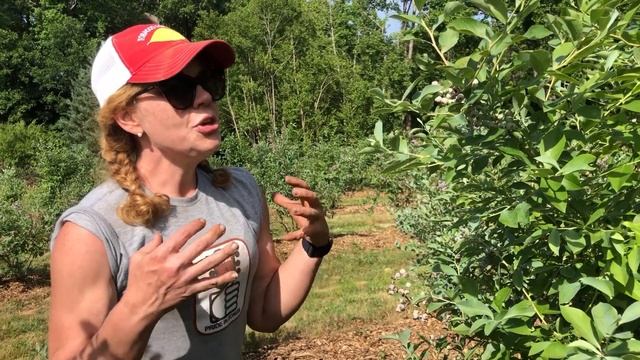 Coaching the Blueberries! смотреть онлайн