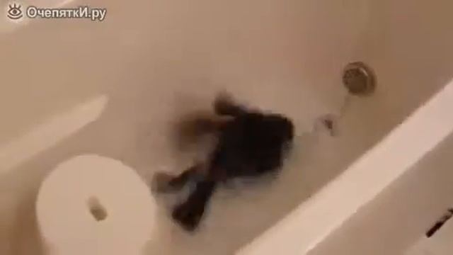 Смешно домашний ворон смотреть онлайн