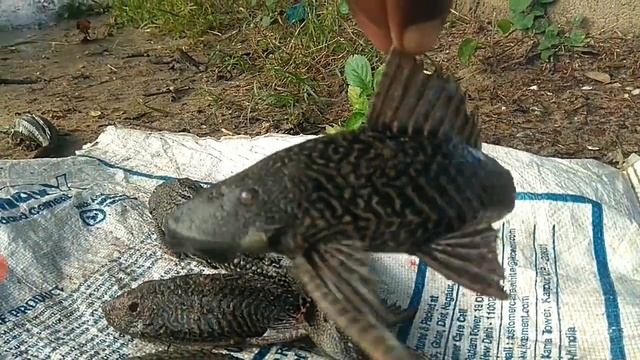 இந்த மீன் இனத்தால் ஆபத்தா? மற்ற மீன் இனம் அழியுமா?/ tank cleaner fish /sucker fish смотреть онлайн