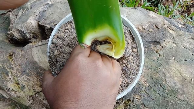 এলোভেরা পাতা থেকেই গাছ লাগানোর সহজ পদ্ধতি - Growing Aloe Vera From Leaf смотреть онлайн