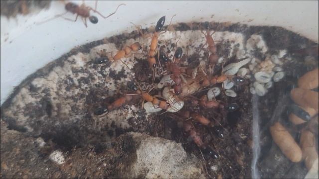 4 - Harpegnathos saltator | Colony Time Lapse смотреть онлайн