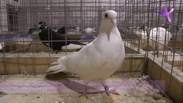 Выставка голубей в Воронеже/Pigeons Show At Voronezh (Russia) 2013.11.23-24 Часть/Part 3 из/of 4
