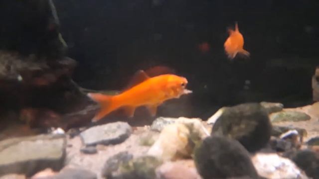 ZOMBIE FISH IS IN MY TANK!! смотреть онлайн
