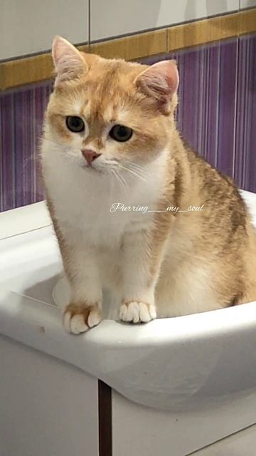 Опять раковина нужна?😂😂😂 наш котик золотая шиншилла, ny12 (в полном расцвете сил, в продаже) смотреть онлайн