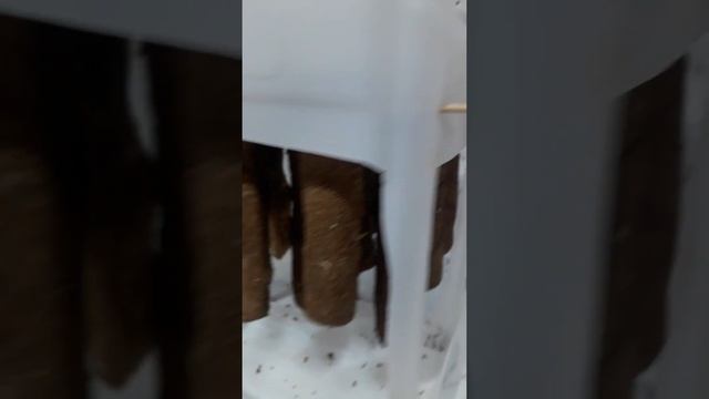 вяленое мясо смотреть онлайн