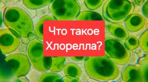 Хлорелла что это? И зачем она нужна?
