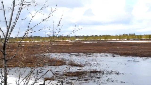 Гуси пасутся за баней. смотреть онлайн