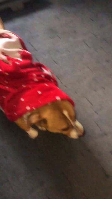 Мода 2024 !Рой султан !!! #dog #мода2023 #мода2024 #животные #здорвье #зарядка #любимец #питомец смотреть онлайн