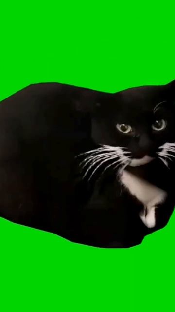 кот Maxwell на зелёном фоне! смотреть онлайн