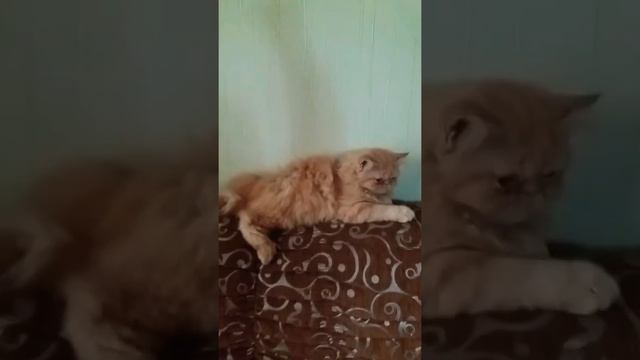 Персидская кошачая семя смотреть онлайн