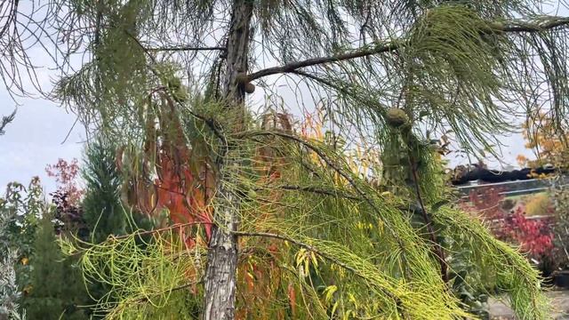 ПРОГУЛКА ПО САДОВОМУ ЦЕНТРУ в Швейцарии 14.10.24. смотреть онлайн