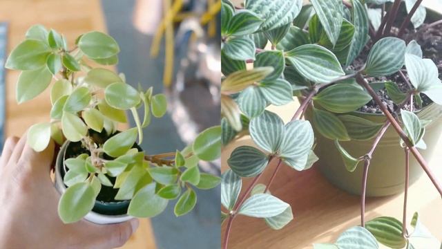 Parallel Peperomia Tetragona Puteolata Easy Houseplant Care