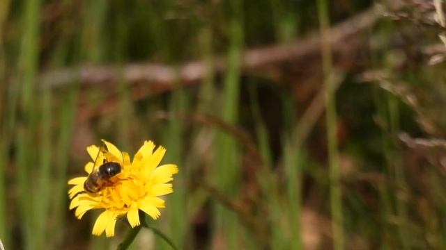 Hover Flies - Devilla Forest - Fife - 27/05/2024 смотреть онлайн