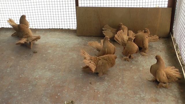 Статные Пешкова А. И./ Volzhskie And Rostovskie. Owner Peshkov Aleksandr (Russia)