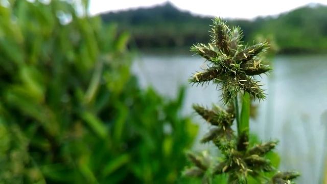 ASUS ZENFONE LASER CAMERA REVIEW смотреть онлайн