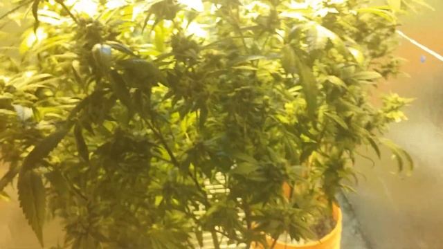 Liltomatoconcepts LED vs. 600w hps смотреть онлайн