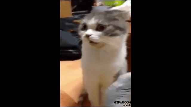 Tortilla Man - Crusty Socks (Song) смотреть онлайн