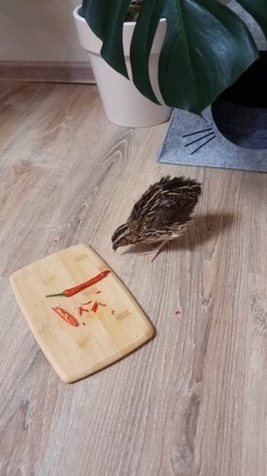 Попугай съел перец чили! 🥵