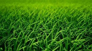 Футаж  Трава