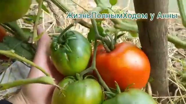 Огородный сезон 2024__23Серия