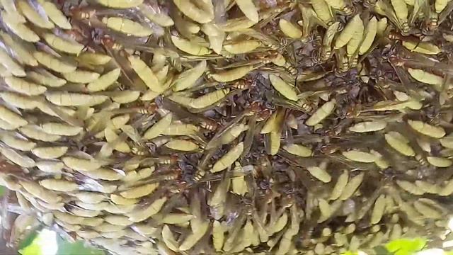 ASSANHEI O MARIMBONDO CEGO( APOICA PALLIDA)👉LUIZ-MINHA TERRA👈 смотреть онлайн