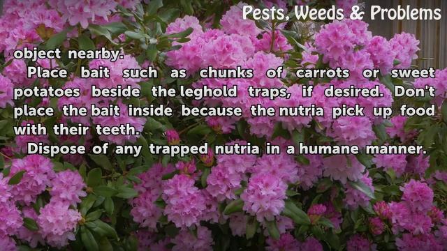 How to Get Rid of Nutria Rats смотреть онлайн