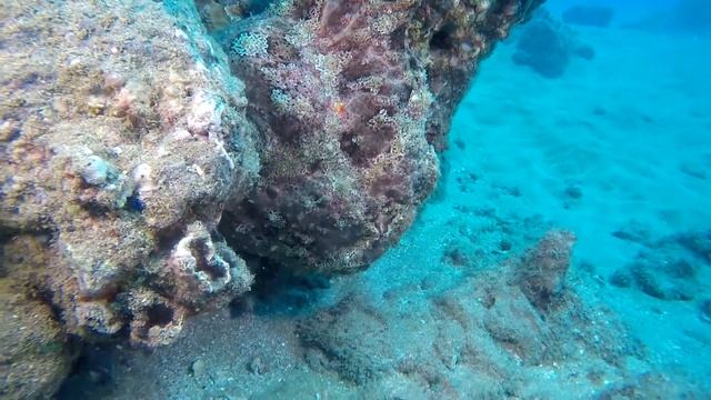 Giant Purple Frogfish, Makena, Maui смотреть онлайн