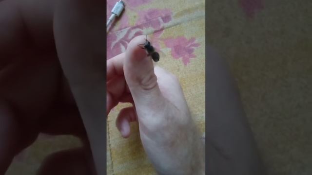 Пчела сидит на пальце смотреть онлайн