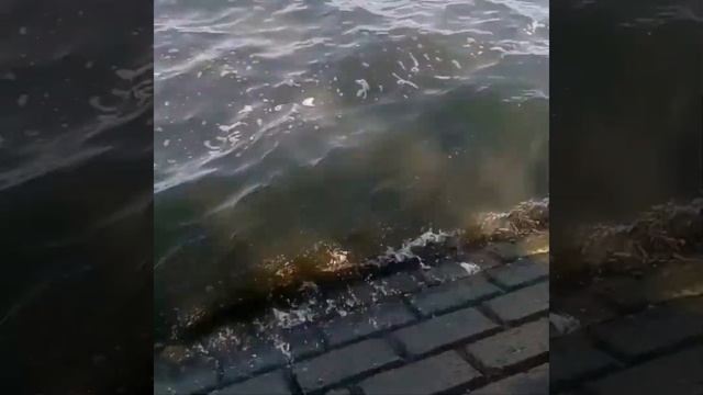 Дунавска Магистрала и Два Мотора... смотреть онлайн