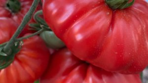 Помидоры в теплице. Крупноплодные, сердцевидные и разные другие. Обзор 5