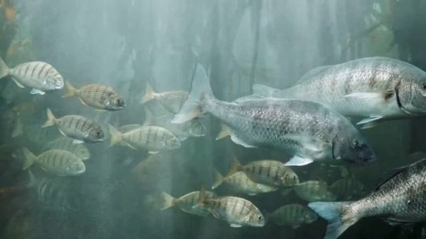 Аквариумистика - Aqua Man,Аквариумистика 2021