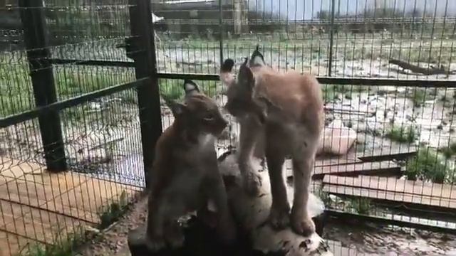Немного игр Ханны и Умки смотреть онлайн