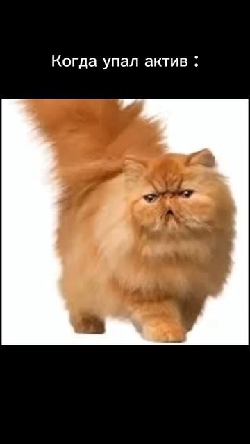 Эх блин 🥞 #мем #смех #несмешно смотреть онлайн