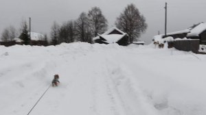 Фаршированные блины с капустой ,прогулки с собакой по деревне .