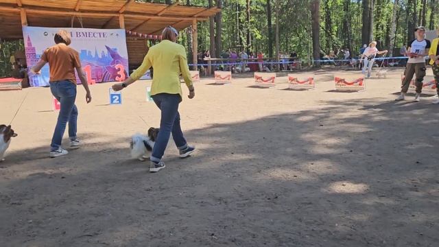 Бишенели Отличница СW ЮСАС ЮЧРКФ ЮКЧК ЛЮС на выставке собак Рейтинговой Выставке смотреть онлайн