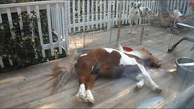 Sleep Talking Mini Horse смотреть онлайн